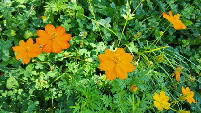 코스모스-황화코스모스-노랑코스모스-종류-품종-생태적-특성-꽃-피는시기-개화시기