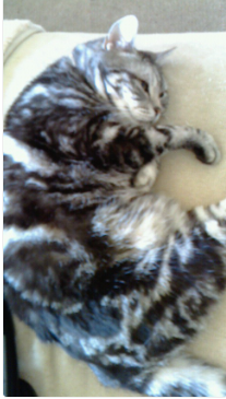 간질을 일으킨 아메리칸 숏헤어.