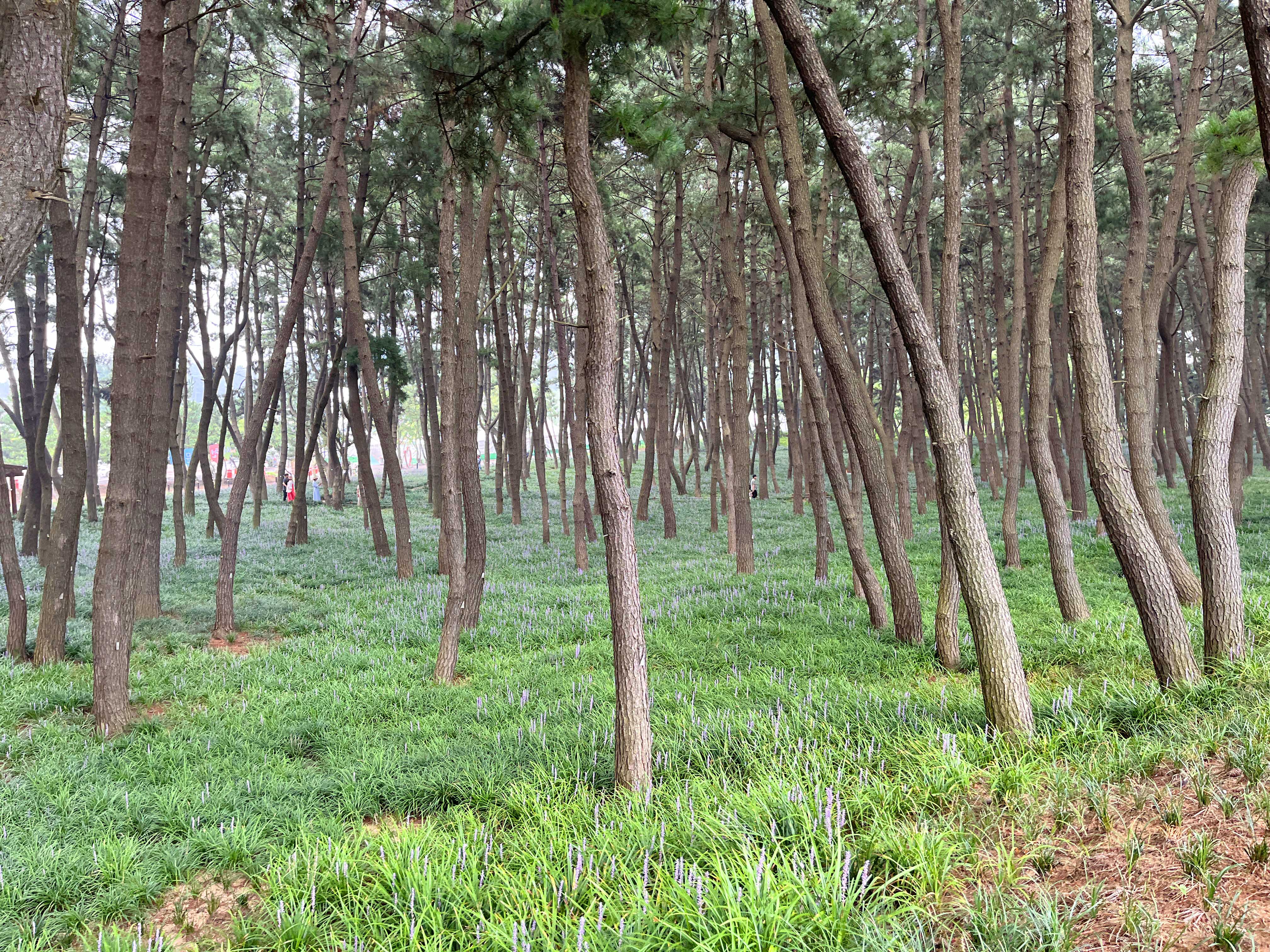 장항 맥문동 축제