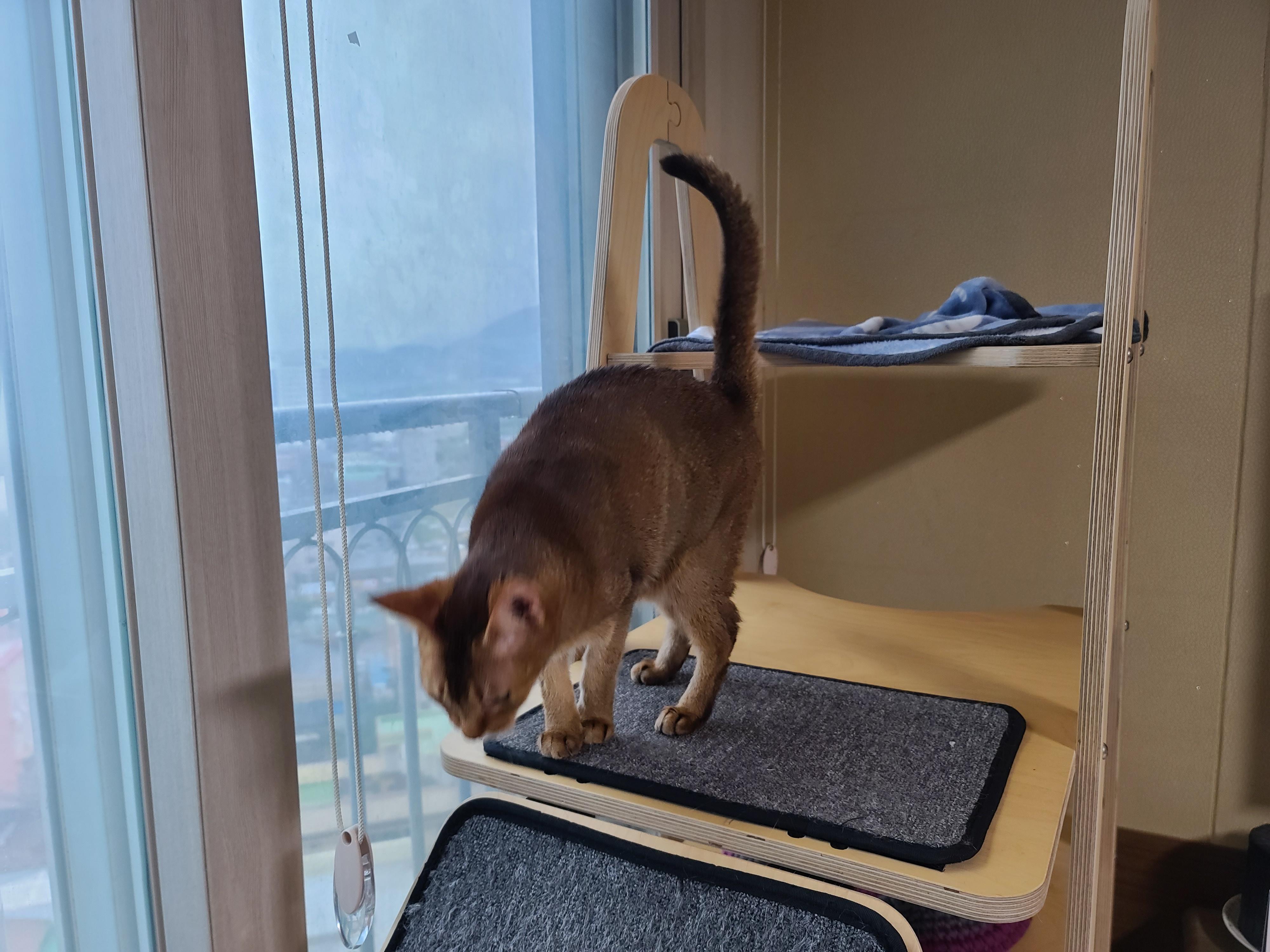 비오는 아침 아홉냥이네 고양이들.