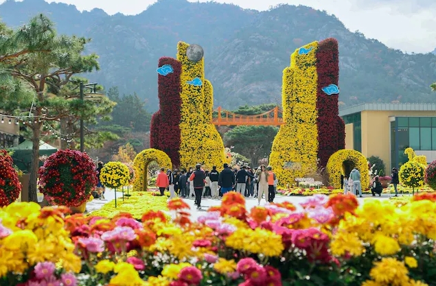영암국화축제