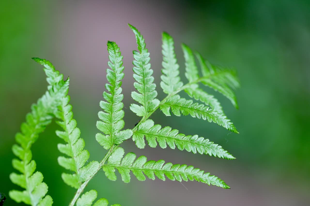 고사리 실내 정원 실내 녹지와 건강한 생활 공간 조성
