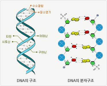 이중나선 구조