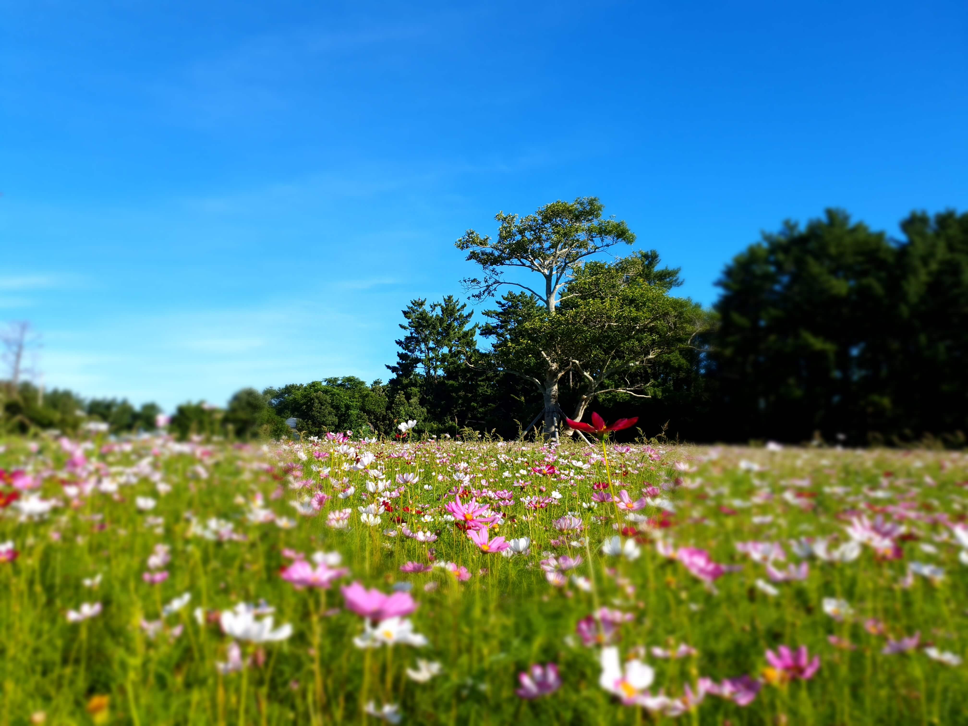 제주 항파두리 항몽유적지 양귀비 꽃밭 나홀로나무