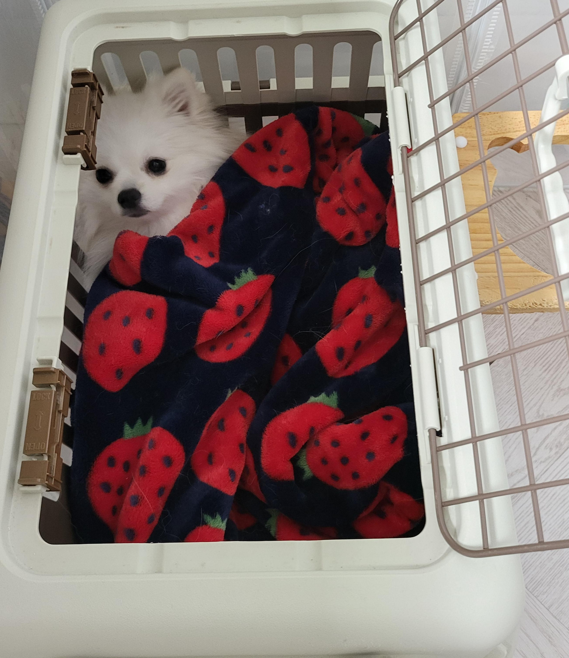 켄넬이 좋은 하콩