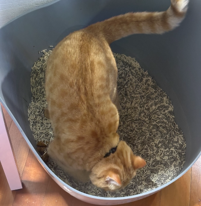 치즈 고양이 뽀리가 두부모래가 깔린 화장실에서 몸을 돌리려는 모습, 화장실 크기에 대한 설명 이미지