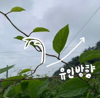 작물 순지르기 유인 기본 토마토 오이 가지 고추 수형관리_18