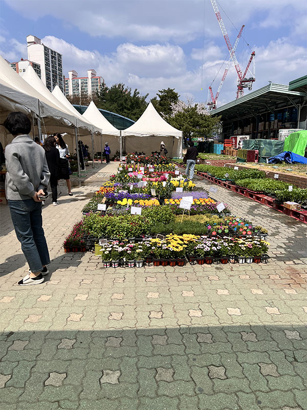 창동 하나로마트에서 판매 중인 다양한 모종들