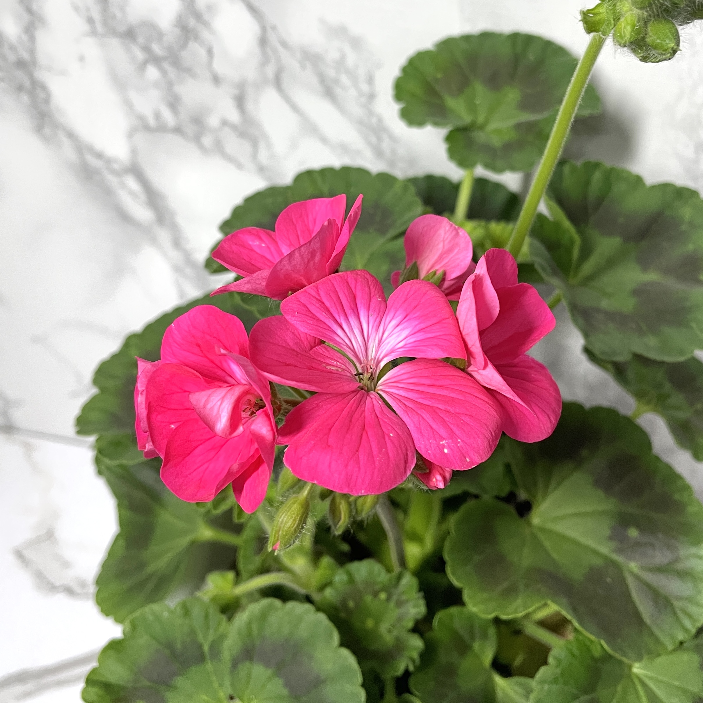 제라늄 키우기 종류 화분 꽃