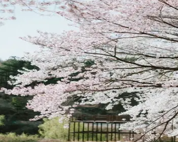 대청호 벚꽃축제_24