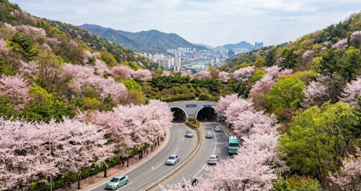 금정구 개좌생태터널 벚꽃 현황