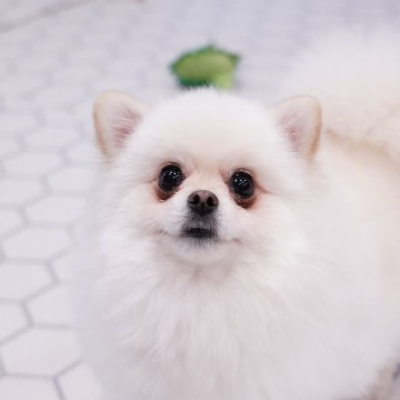 눈물 자국이 생긴 하얀 포메라니안 강아지