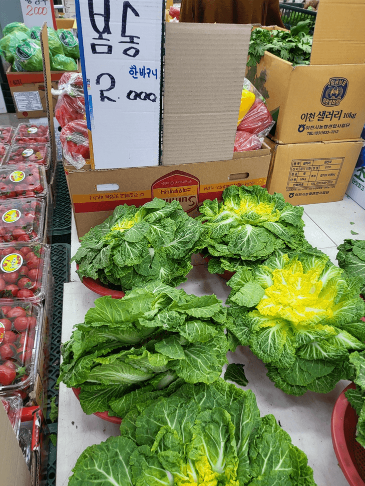 3월이 제철인 봄동
