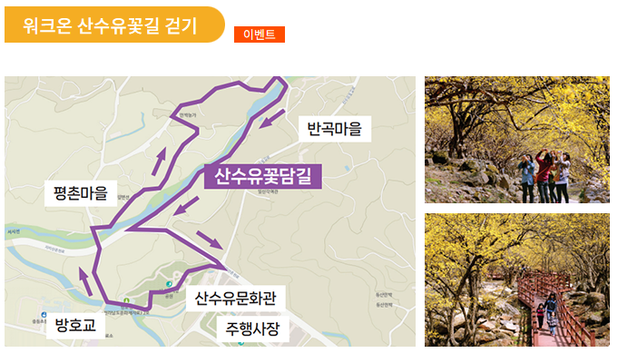 구례 산수유축제