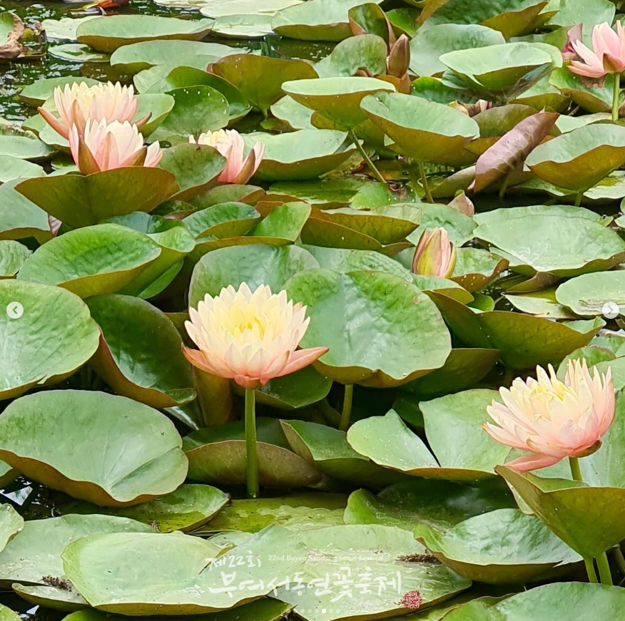부여서동연꽃축제