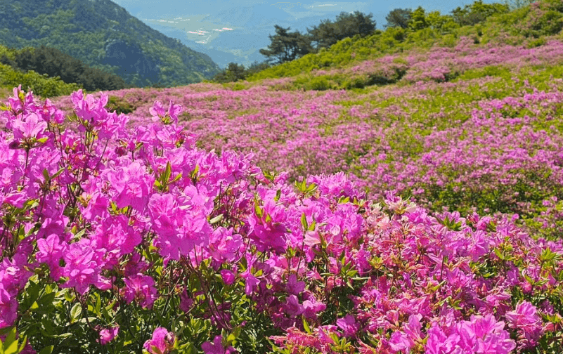 단양소백산철쭉제