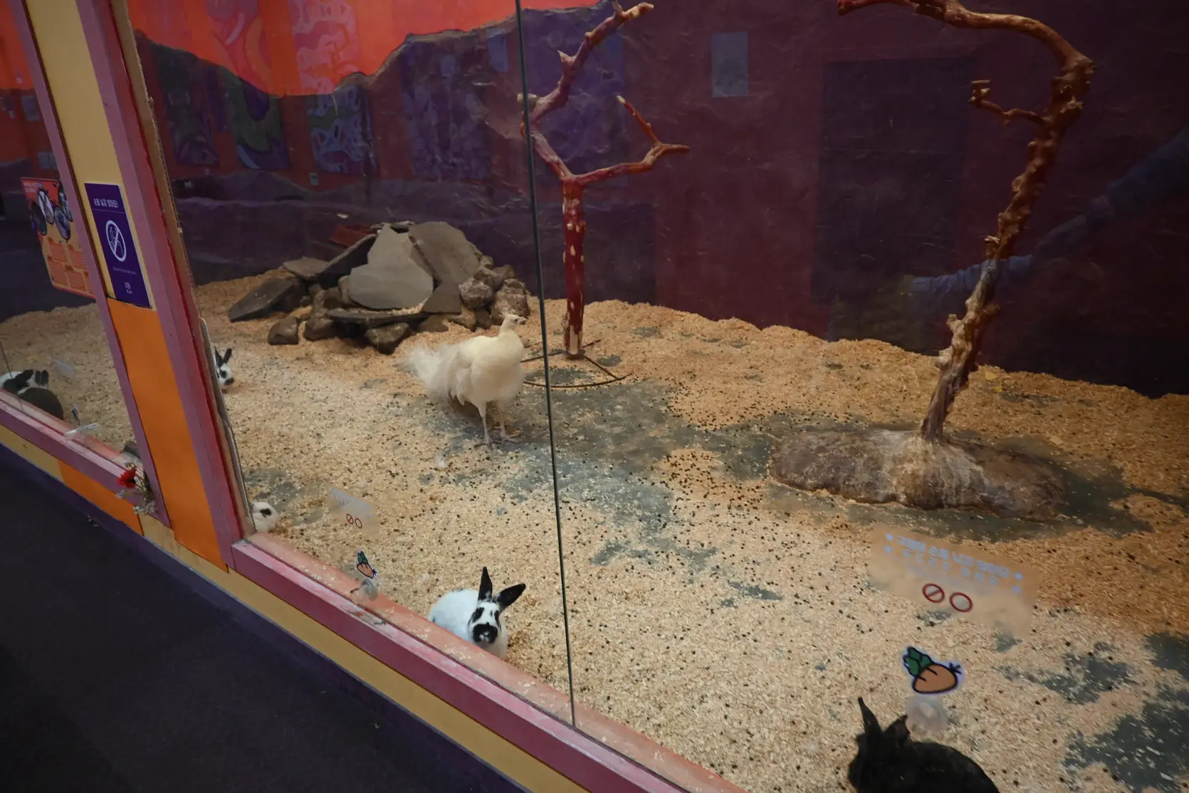 기흥 하이브패밀리 테마파크 온가족이 즐기는 동물원이 있는 키즈카페 사진 13