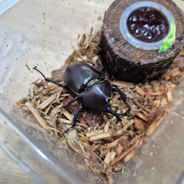 애완곤충 장수풍뎅이