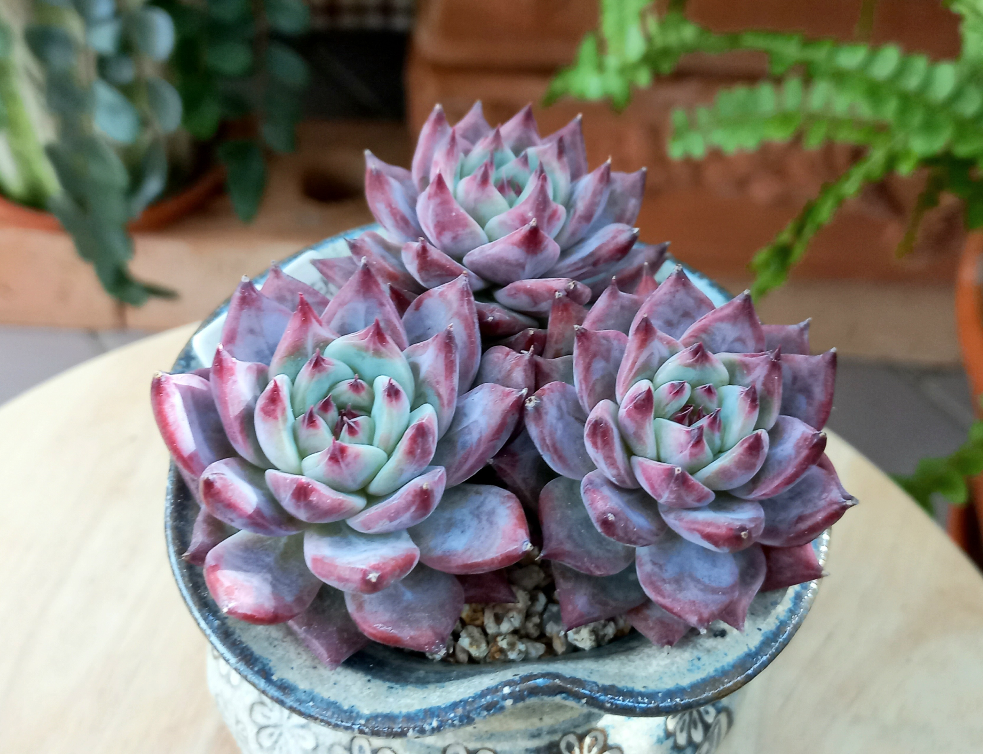 군생 원종콜로라타