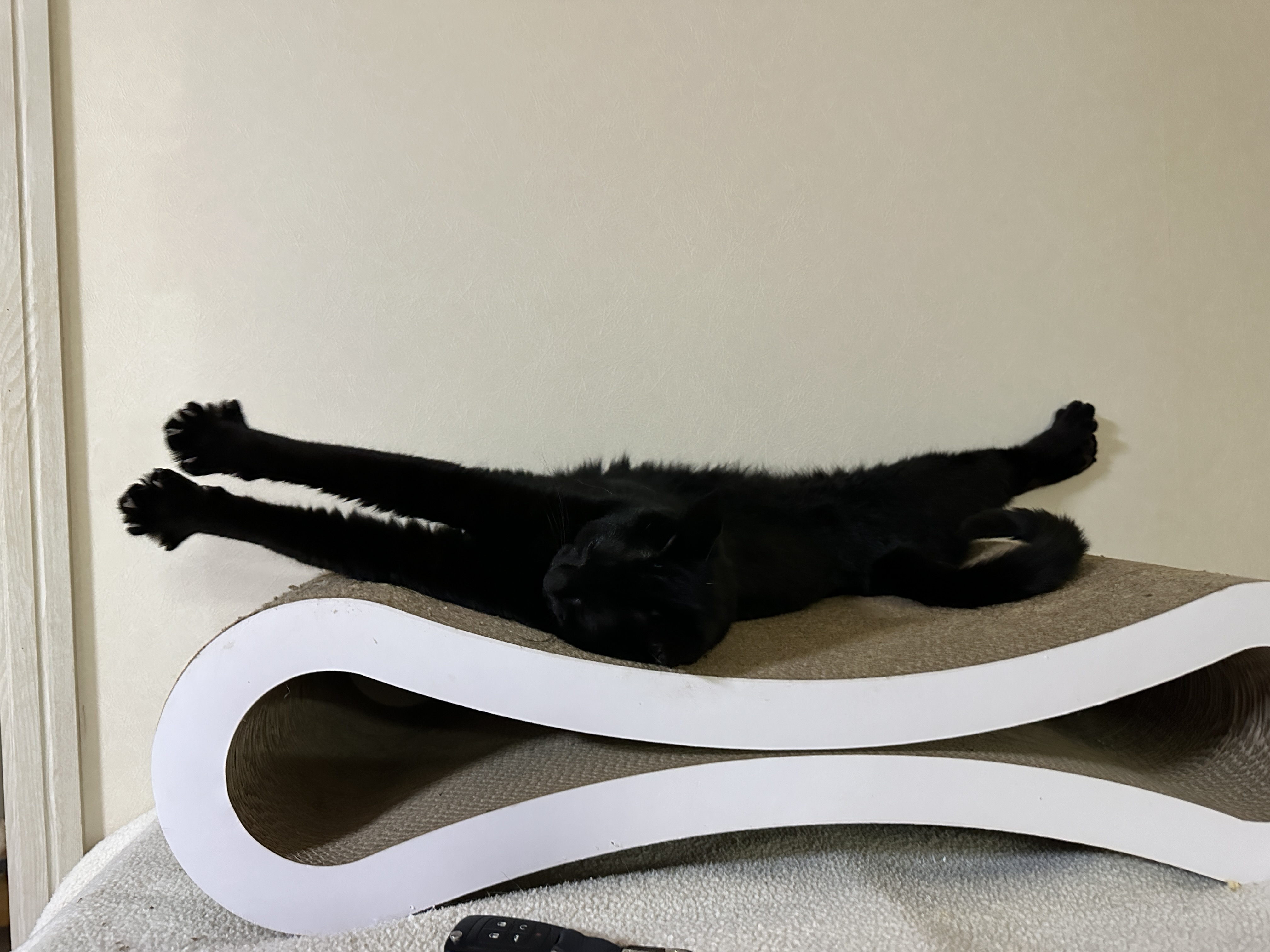 누워서_기지개켜는_올블랙고양이_건이