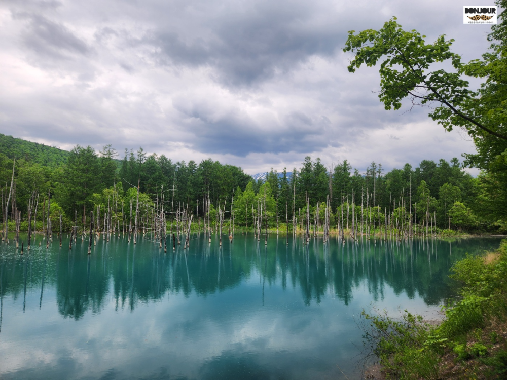 삿포로 후라노 비에이 여행 청의호수 에메랄드빛 물과 낙엽송