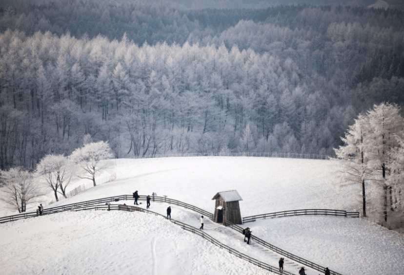 양 떼목장에서 하얗게 쌓인 눈밭에서 주위 풍경을 배경