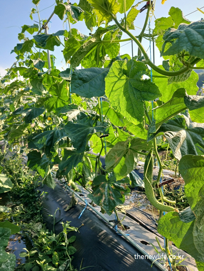 햇빛 아래 길게 뻗은 오이 넝쿨과 싱그러운 오이 잎들이 자라고 있는 밭의 풍경