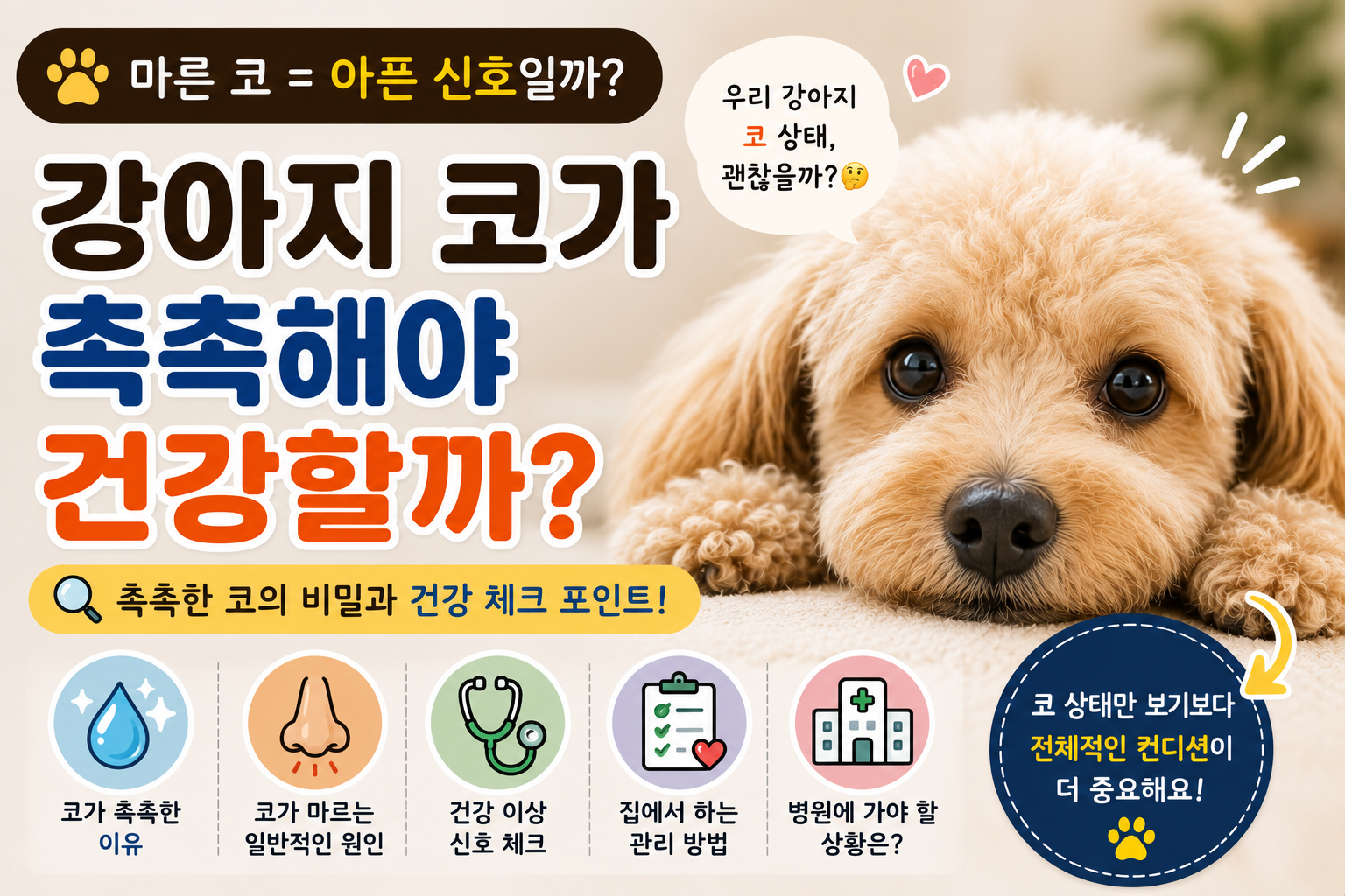 강아지 코가 촉촉해야 건강할까?|마른 코는 아픈 신호일까?
