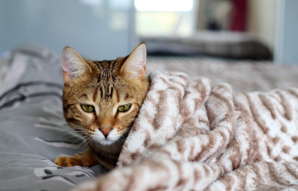 담요 위에서 자고 있는 고양이.