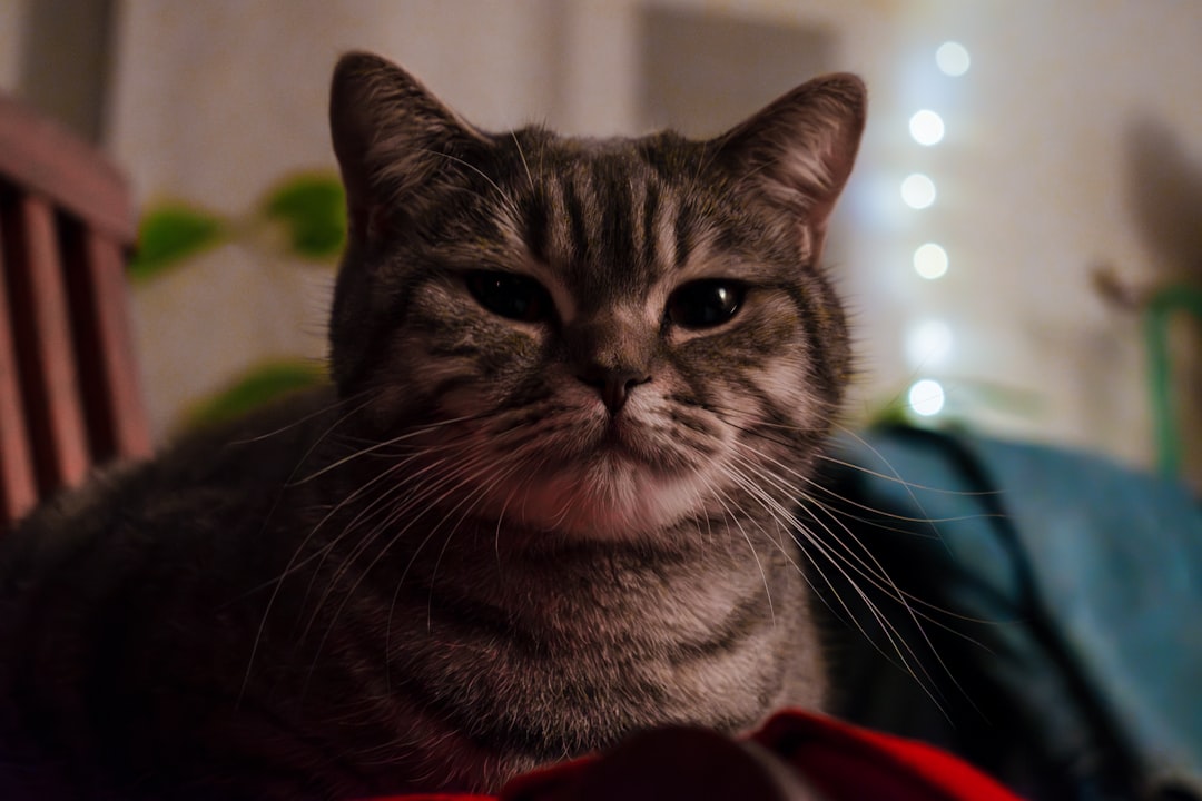 Chat.