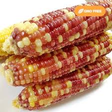 옥수수 맛있게 삶는 방법