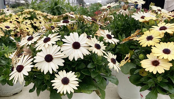 Osteospermum-오스테오스펄멈-데모루
