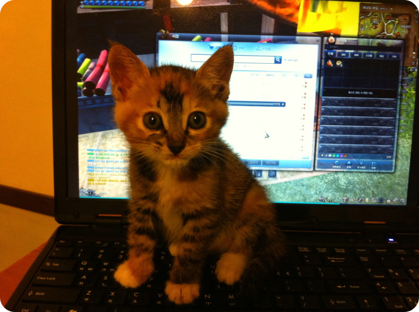 노트북에 앉은 몽빼