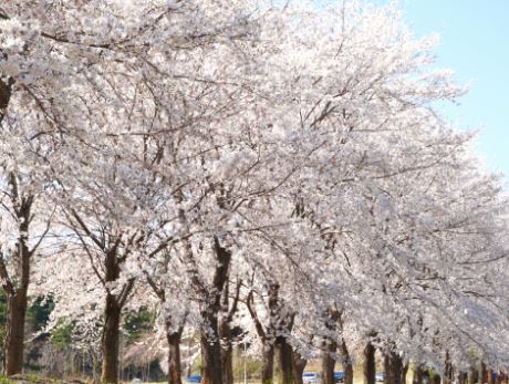 화천 벚꽃