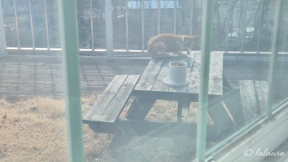 마당냥이