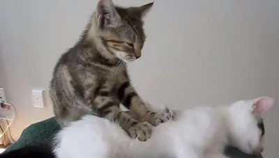 &amp;quot;고양이