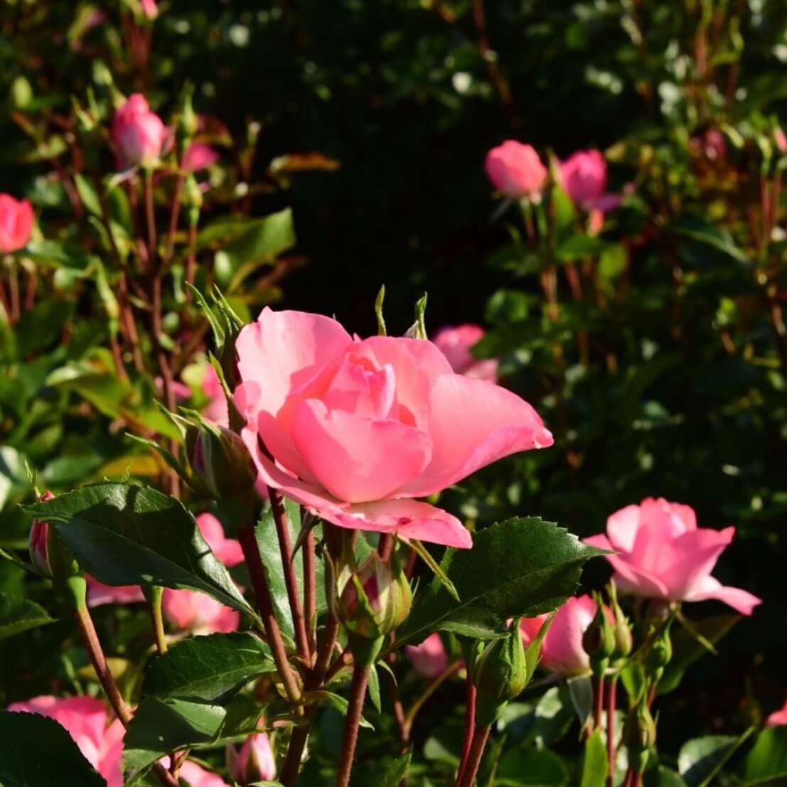 울산대공원 장미축제