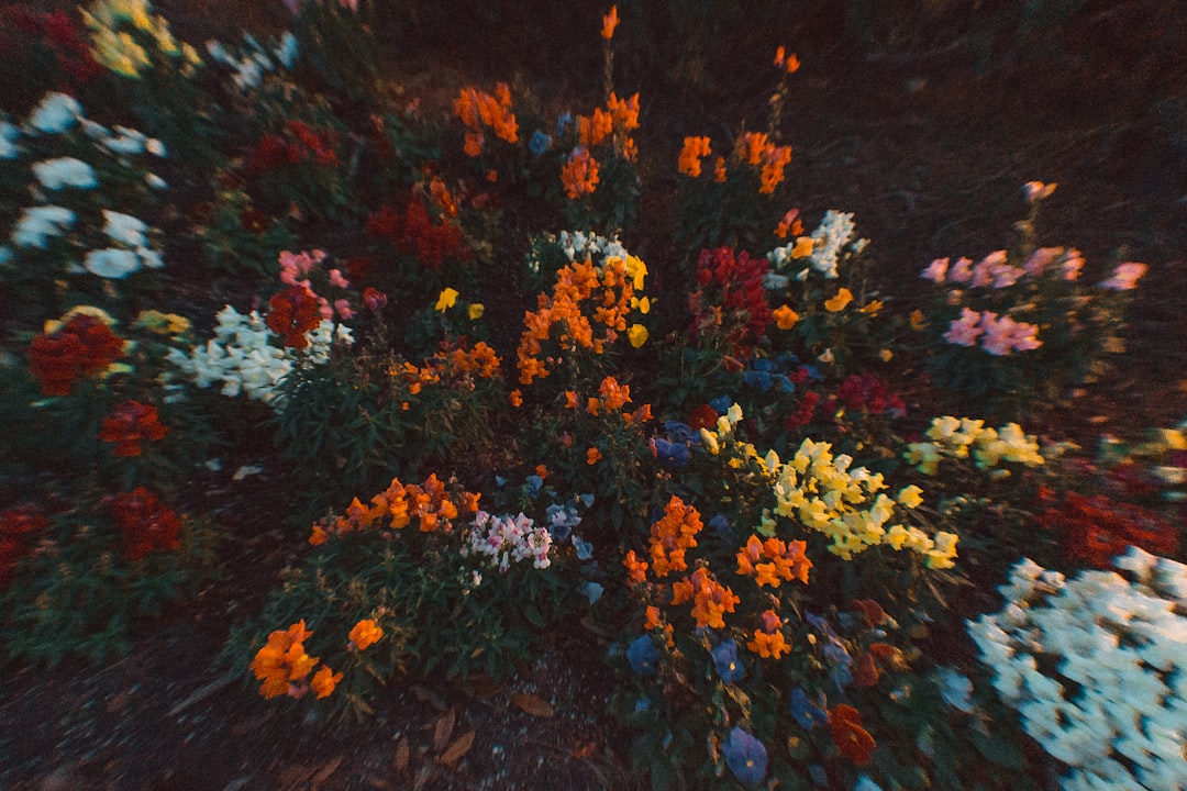 Alice flower