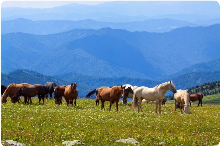 목장에서 풀을 뜯고 있는 말들의 모습