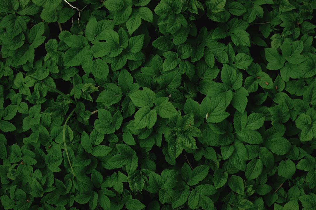 'Greens'