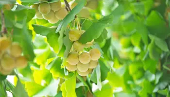 은행 열매 가격 및 효능, 영양성분과 부작용