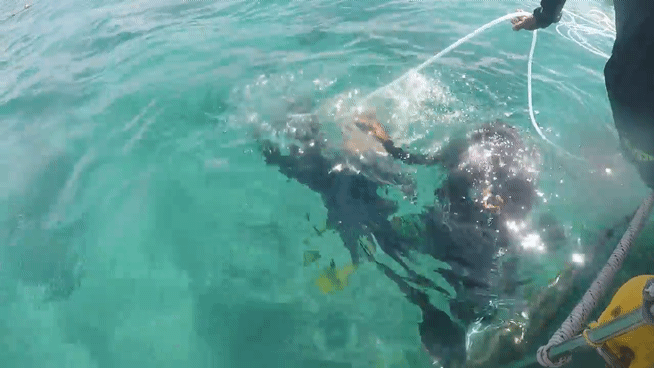 할머니-해외여행-씨워커-필리핀-스노쿨링