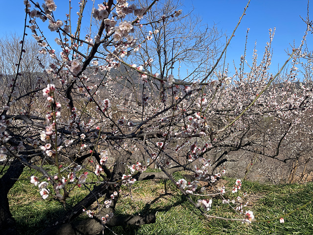 24년 광양 매화 축제 일정 요금 주차