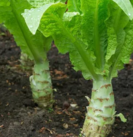 궁채 효능 부작용 나물 고르는법 칼로리