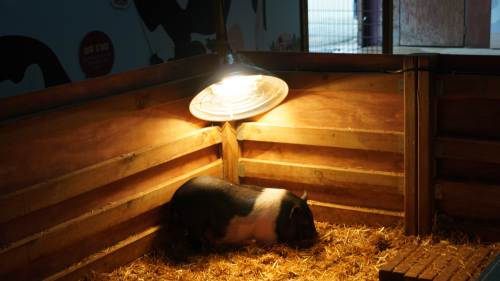 전북 고창 가볼만한 곳 상하농원 파머스 빌리지 수영장 할인정보