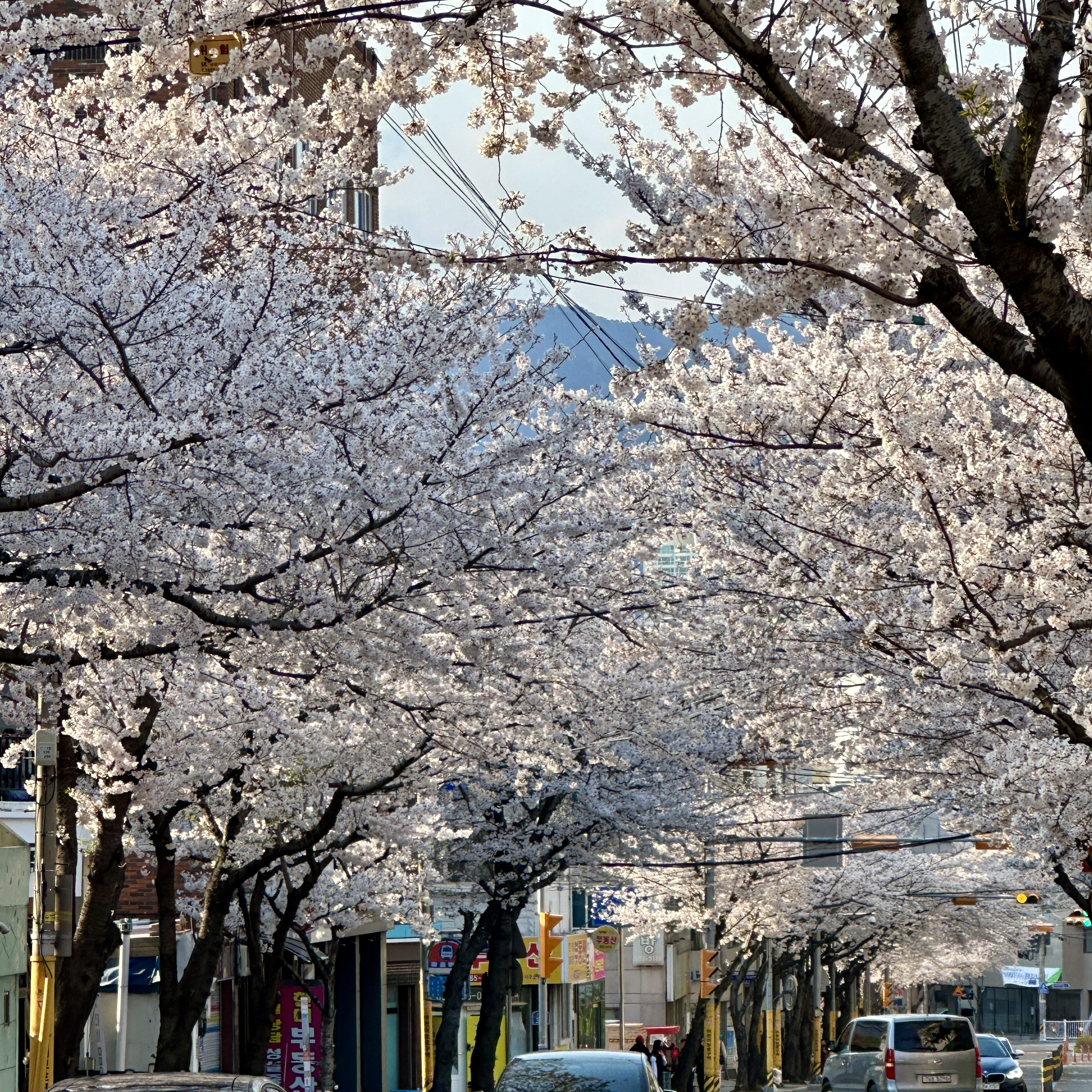 연산동_중앙천로_벚꽃길