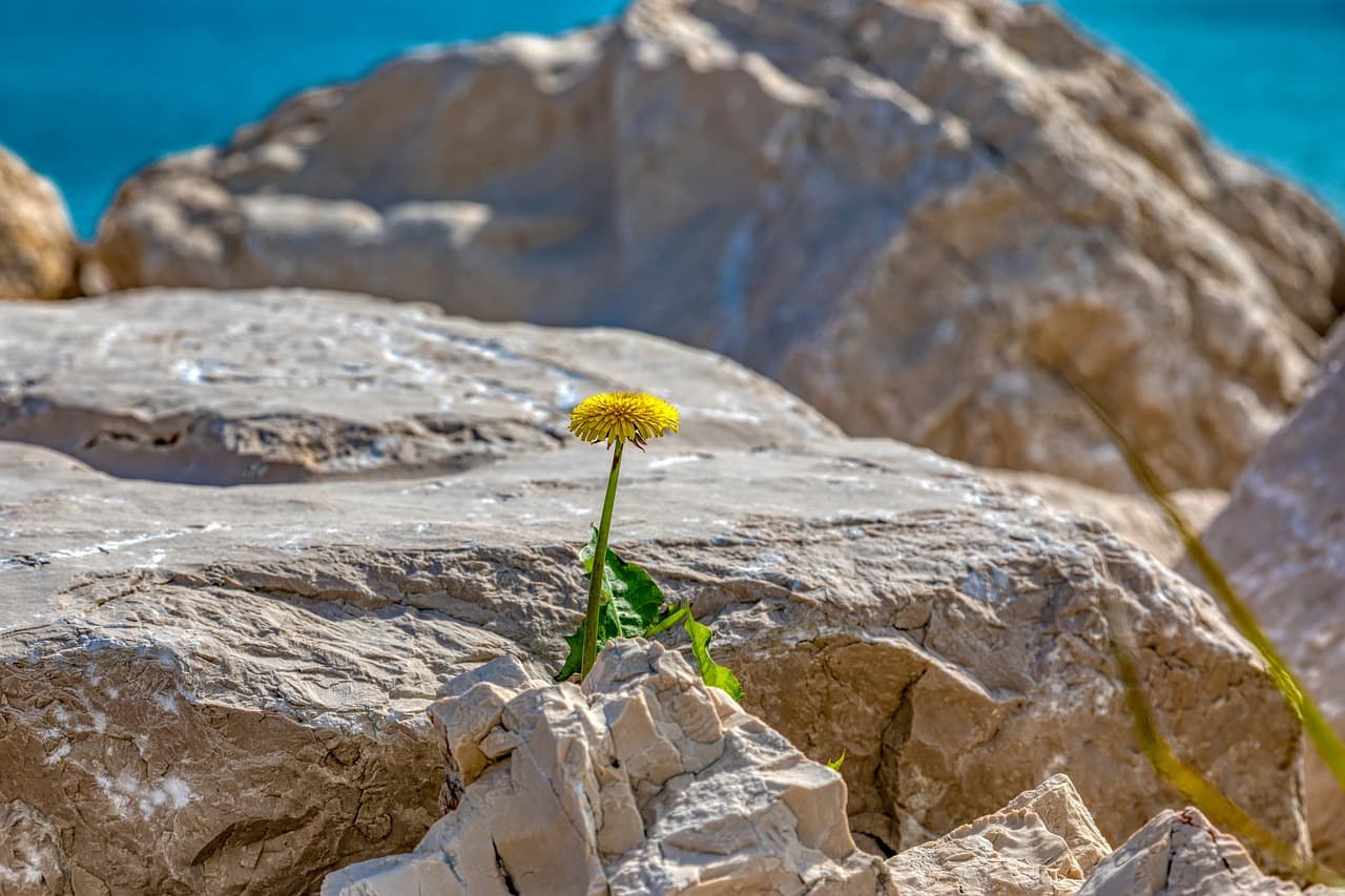 정글 속 자연 약초 활용법: 아마존 생존의 비밀