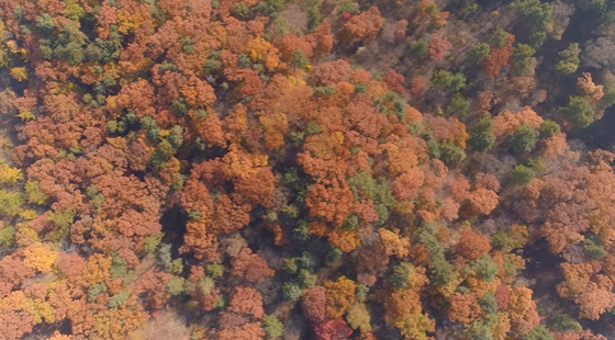 국립수목원-단풍