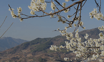 광양매화축제 주차장 입장료