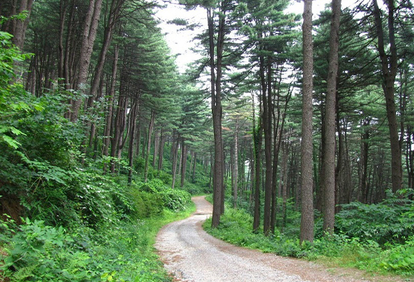 잣향기 푸른 숲